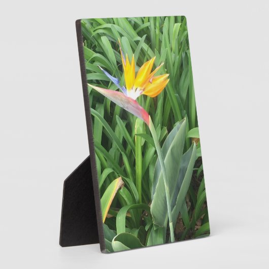 Pflanze (Strelitzia) Fotoplatte (Seite)