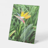 Pflanze (Strelitzia) Sockelschild (Vorderseite)