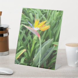 Pflanze (Strelitzia) Sockelschild