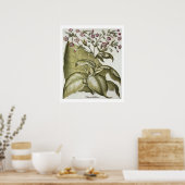 Pflanze Tabak aus der "Hortus Eystettensis" von B Poster (Küche)