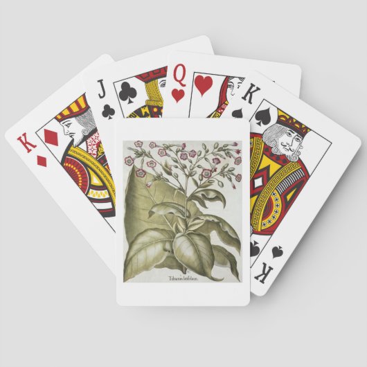 Pflanze Tabak aus der "Hortus Eystettensis" von B Spielkarten (Rückseite)
