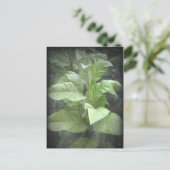 Pflanze Tabak Postkarte (Stehend Vorderseite)