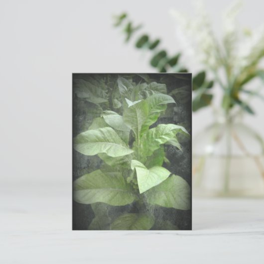 Pflanze Tabak Postkarte (Stehend Vorderseite)