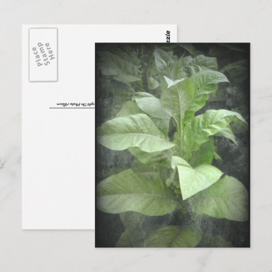 Pflanze Tabak Postkarte (Vorne/Hinten)