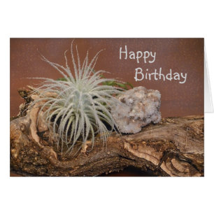 Pflanze Tectorum