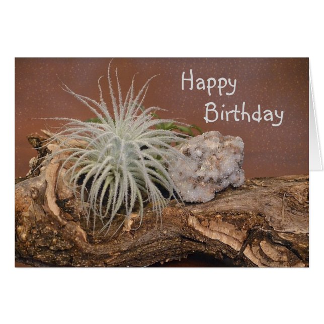 Pflanze Tectorum (Vorderseite (Horizontal))