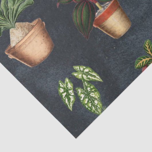 Pflanze Terracotta Pots Rustikal Seidenpapier (Ausschnitt)