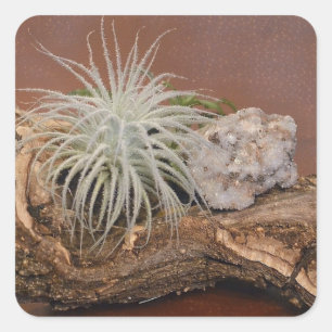 Pflanze Tillandsia Tectorum Quadratischer Aufkleber