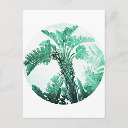 Pflanze von Bananen Postkarte (Vorderseite)