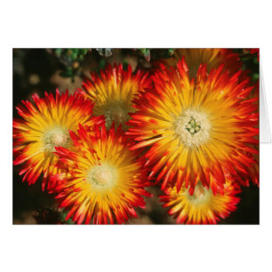 Pflanze von Eis (Lampranthus aureus) im Blut