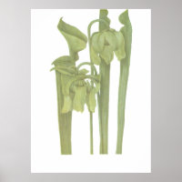 Pflanze von Fleischfressern - Sarracenia flava