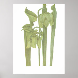 Pflanze von Fleischfressern - Sarracenia flava Poster
