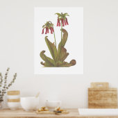 Pflanze von Fleischfressern - Sarracenia psittacin Poster (Küche)