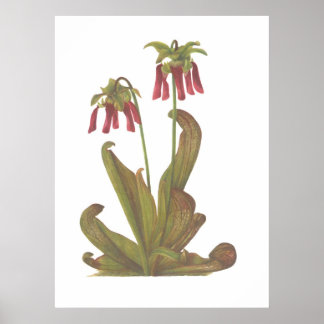 Pflanze von Fleischfressern - Sarracenia psittacin Poster
