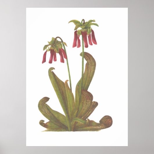 Pflanze von Fleischfressern - Sarracenia psittacin Poster (Vorne)