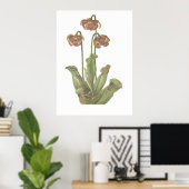 Pflanze von Fleischfressern - Sarracenia purpurea Poster (Heimbüro)