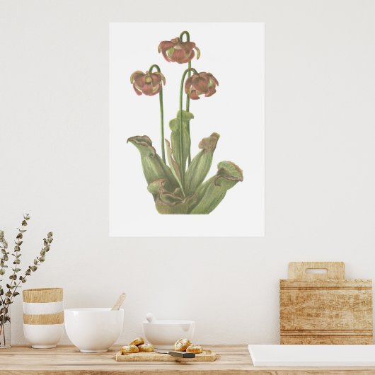 Pflanze von Fleischfressern - Sarracenia purpurea Poster (Küche)
