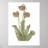 Pflanze von Fleischfressern - Sarracenia purpurea Poster (Vorne)