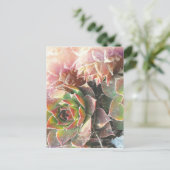 Pflanze von Hühnern und Küken, Sukkulturen, Pflanz Postkarte (Stehend Vorderseite)