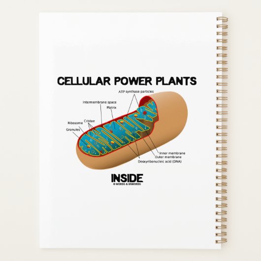Pflanze von zellulären Powern innerhalb von Mitoch Planer (Rückseite)