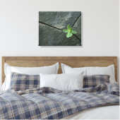 Pflanze wächst im Rackboulder Leinwanddruck (Insitu (Schlafzimmer))