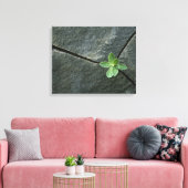 Pflanze wächst im Rackboulder Leinwanddruck (Insitu (Wohnzimmer))
