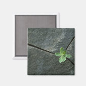 Pflanze wächst im Rackboulder Magnet (Vorderseite/Rückseite)