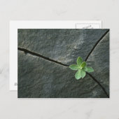 Pflanze wächst im Rackboulder Postkarte (Vorne/Hinten)