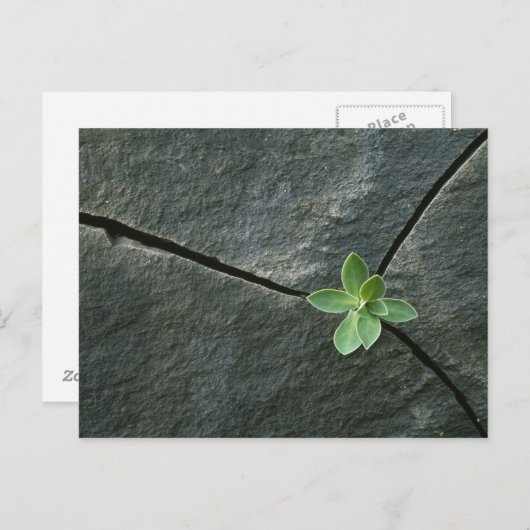 Pflanze wächst im Rackboulder Postkarte (Vorne/Hinten)