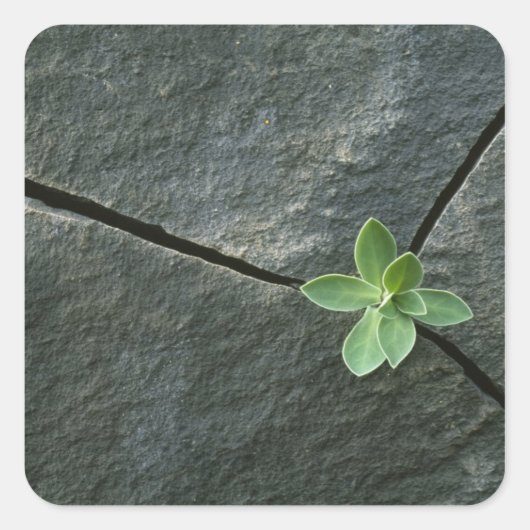 Pflanze wächst im Rackboulder Quadratischer Aufkleber (Vorderseite)