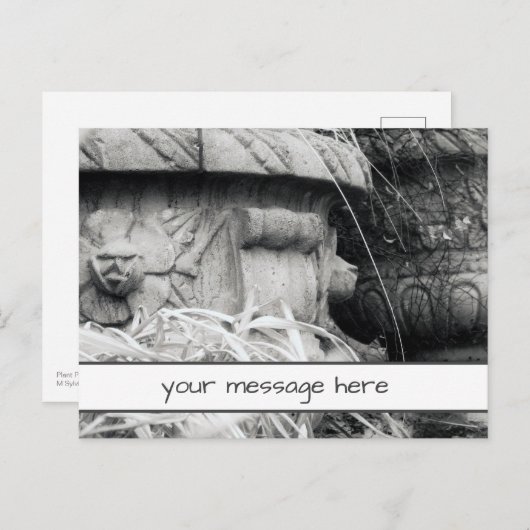 Pflanze weist Schwarz-weiße Frühjahrsmeldung auf Postkarte (Vorne/Hinten)