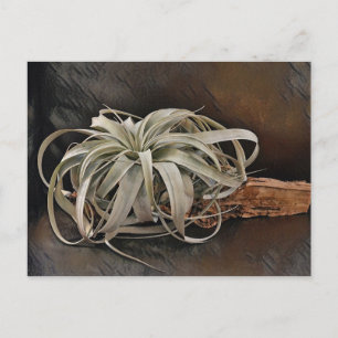 Pflanze Xerographica Postkarte