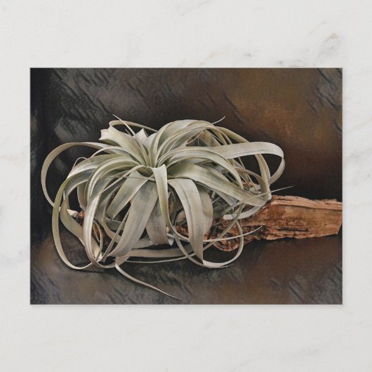 Pflanze Xerographica Postkarte (Vorderseite)