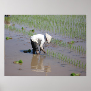 Pflanzen des Reises auf den Gebieten von Vietnam Poster