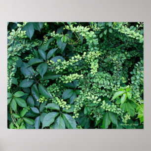 Pflanzen von Kens Garten Poster
