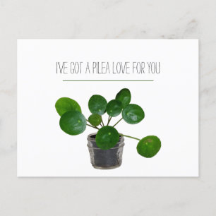Pflanzen-Wortspiel Pilea Lustige Postkarte Valenti