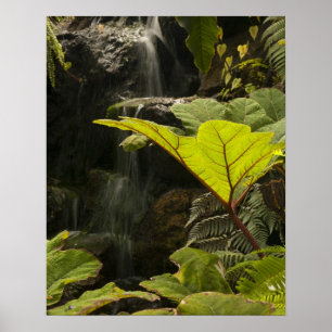 Pflanzendetail in einem botanischen Garten, Ecuado Poster