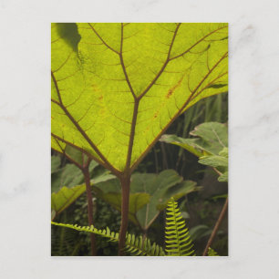 Pflanzendetail in einem botanischen Garten, Ecuado Postkarte