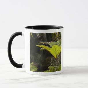 Pflanzendetail in einem botanischen Garten, Ecuado Tasse