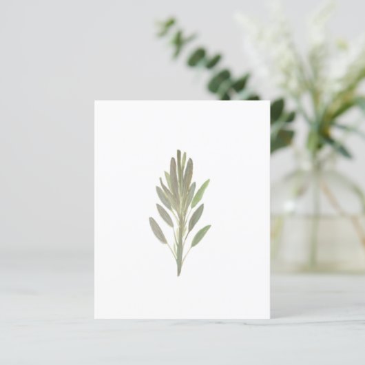 Pflanzenkraut botanische Pflanze Grünpapier Blatt (Stehend Vorderseite)