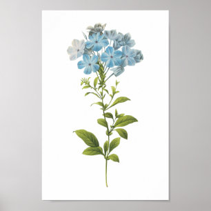 Pflanzenkraut (Plumbago caerulea) von Redouté Poster