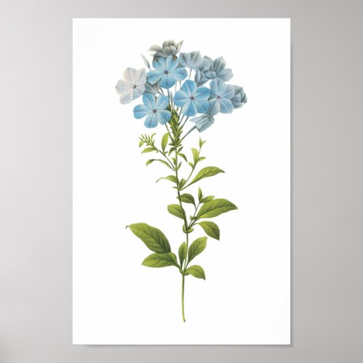 Pflanzenkraut (Plumbago caerulea) von Redouté Poster (Vorne)