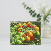 Pflanzkartoffeln Postkarte (Stehend Vorderseite)