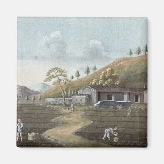 Pflanzung von Tee (mit g/c auf Papier) Magnet (Vorne)