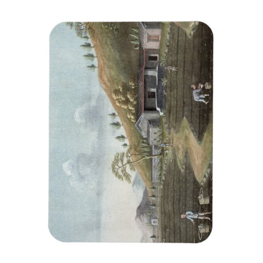 Pflanzung von Tee (mit g/c auf Papier) Magnet (Vertikal)