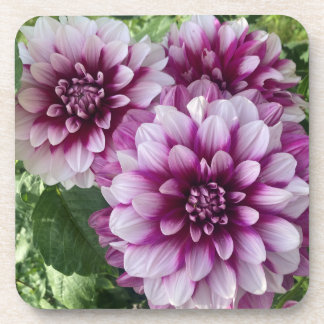 Pflaster Dahlia, Atemberaubende Lila Blume Getränkeuntersetzer