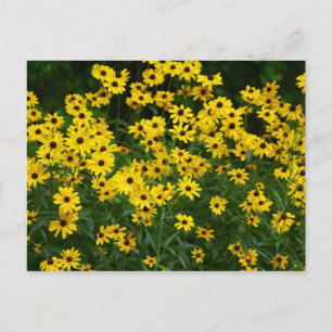 Pflaster der Mit Augen schwarzen Susans Postkarte