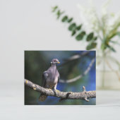 Pflastertaube Postkarte (Stehend Vorderseite)