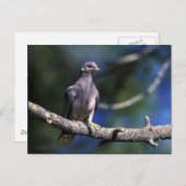 Pflastertaube Postkarte (Vorne/Hinten)