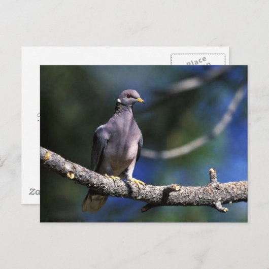 Pflastertaube Postkarte (Vorne/Hinten)